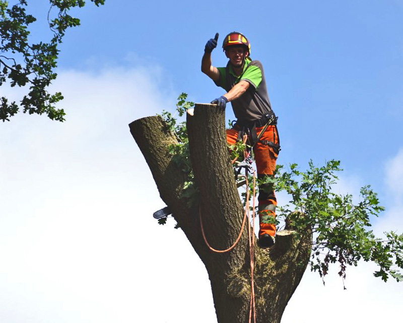 veilig werken tijdens boomenrooien op grote hoogte