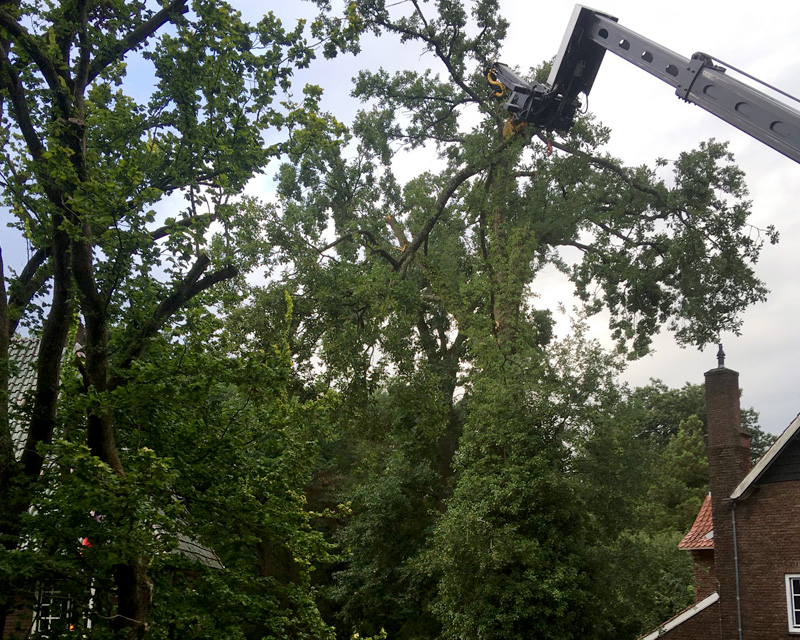 preventief bomen snoeien met hoogwerker