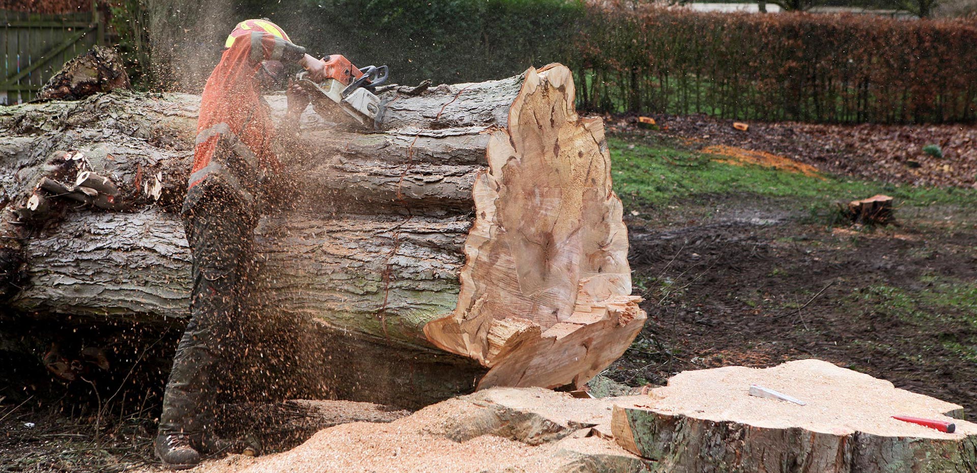 hoogwerker bomen snoeien